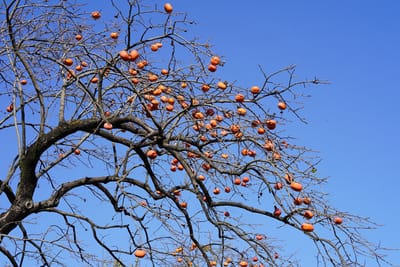 柿の木