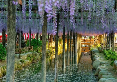 津島天王川の藤は幻想的な夜景　蔵出し