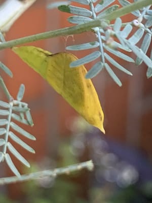 ミモザの枝の黄蝶