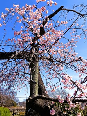 　🌸　春を呼ぶ早咲き　" 大寒桜 "　🌸 　オオカンザクラ　