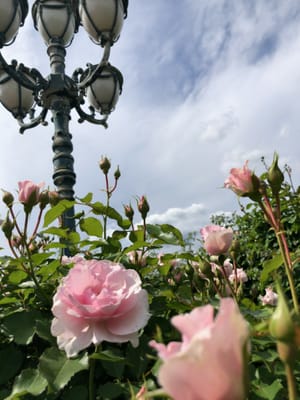 京成バラ園、無料ゾーンのバラ見頃です