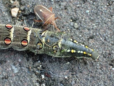 セスジスズメガの幼虫と棘兵カメムシ(spined soldier bug)の戦い