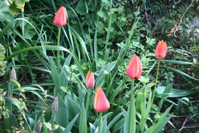 4月のお花たち　運河のお花
