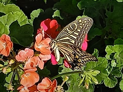 🦋 我が家の花壇に "アゲハチョウ"が、頻繫に飛来してる !!　