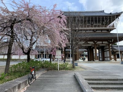 名古屋市内桜ポタ