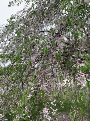 丸太町橋の枝垂れ桜