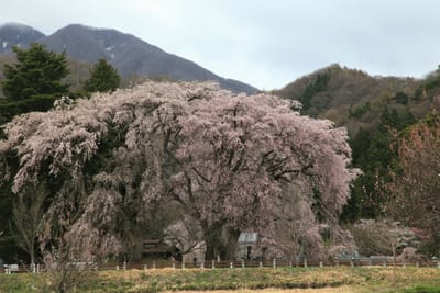 春の車旅「猪苗代町」桜