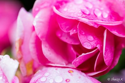 神代植物公園・・・ピンクの薔薇