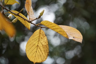 木蓮の葉と蕾