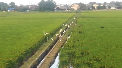田んぼの用水路脇に集まるシラサギ