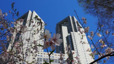 都庁と桜