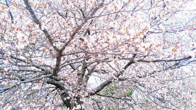 スマホの桜