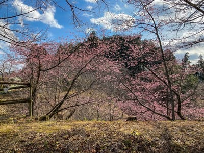 永山公園の桜