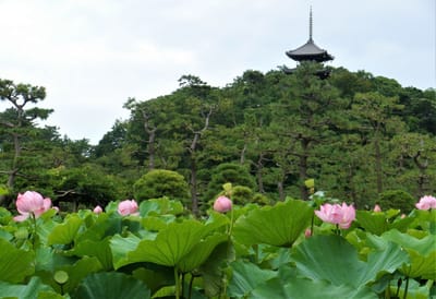 　　横浜 三溪園の 『 蓮の花 』