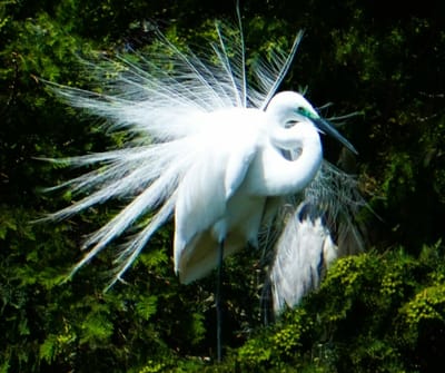 白鷺の飾り羽（１）