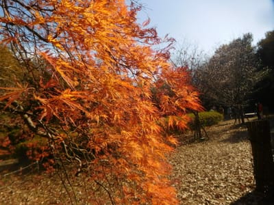 武蔵丘陵森林公園　シダレモミジ