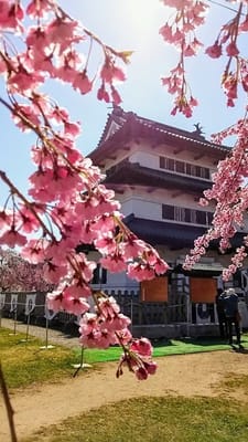 弘前城と桜のコラボ♫　2021/4/21