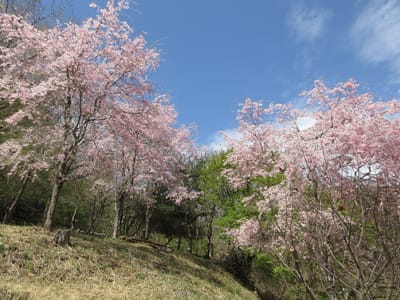 登山口の八重枝垂れ桜