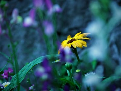 苔の匂いと黄色い花