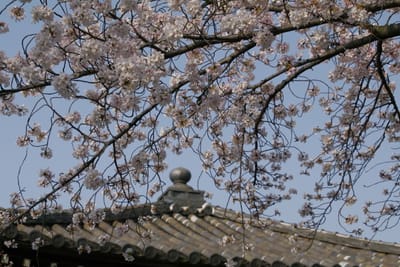 月光院の桜　④
