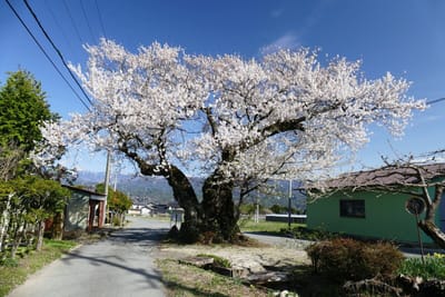 松川町 原田の桜 500年