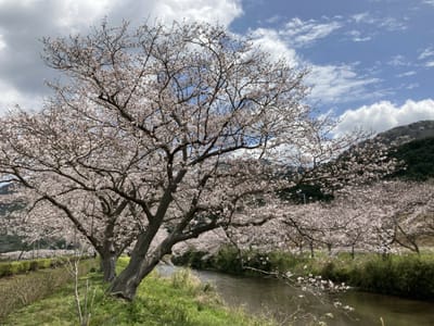 伊豆・松崎町の桜並木と花畑