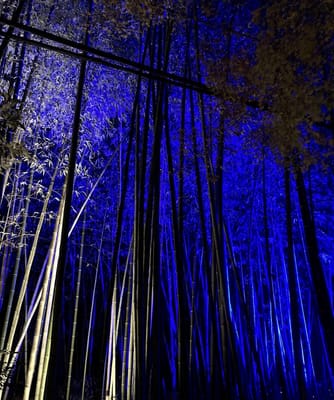 京都・嵐山花灯路〜竹林の小径1