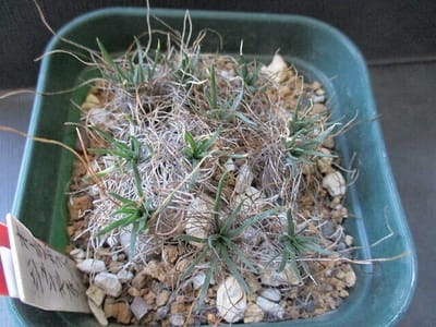 世界最小級球根植物　オーニソガラム　ジュンキフオリア