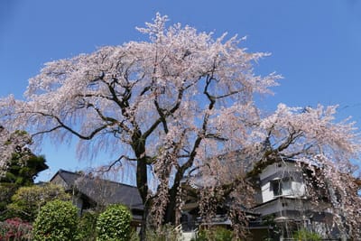 飯田市 黄梅院の枝垂れ桜 400年