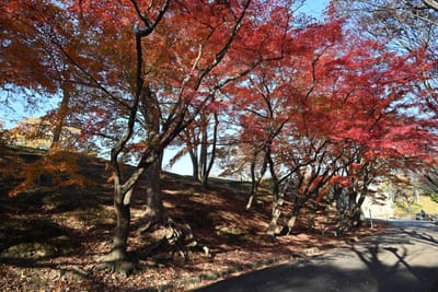 姫山公園
