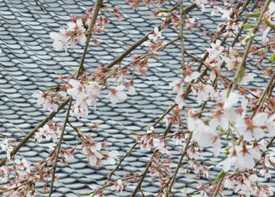 若い枝垂桜