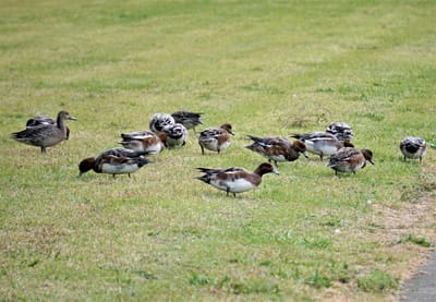 鴨の集団が草を食べていた😲