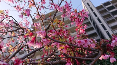 桜　おかめ桜　熊本城近く　千葉城