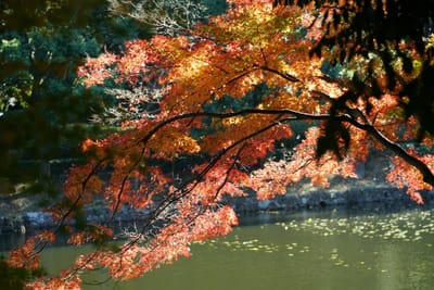 湖畔の紅葉