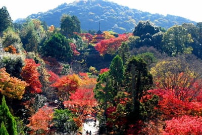 京都・清水寺の紅葉