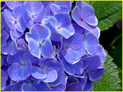 白00　　　　　　（306）紫陽花①