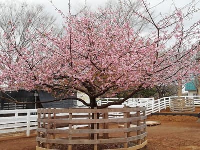 満開の河津桜　　　　水仙とすみれの仲間が彩るアンデルセン公園    2021年３月４日