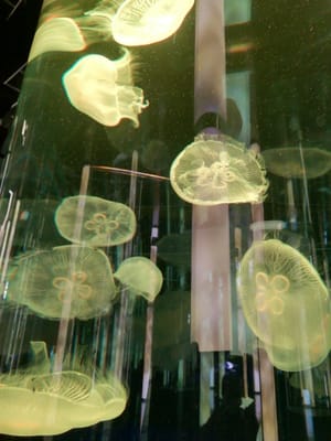 「幻想的なクラゲ」   かりゆし水族館⑤ー３  (慶良間諸島巡りツアー２日目)    2023年１月28日