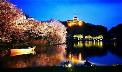 横浜・三渓園で桜250本満開 ! ３年ぶり夜桜ライトアップ !