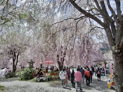 高見の里枝垂桜満開