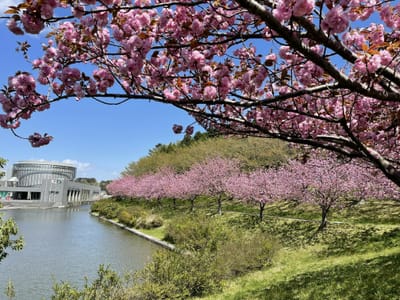 東北歴史博物館の八重桜