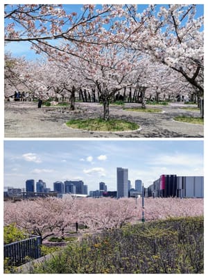 散歩道(高層ビル群と桜🌸)