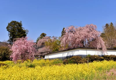 慈雲寺の垂れ桜