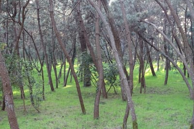 緑あふれる松林