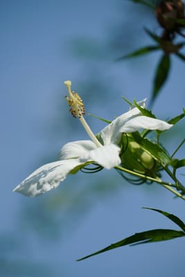 白い紅葉葵