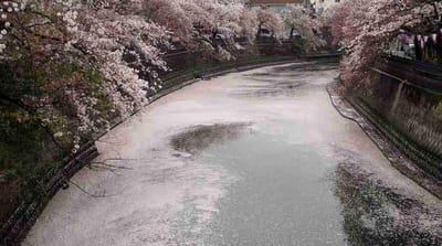 桜散る🌸花筏