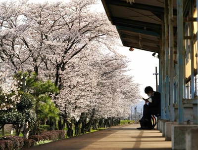 長良川鉄道の桜風景（３）