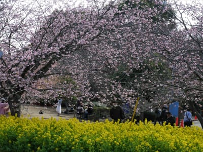 　【絶景】🌸 　三浦市 "三浦海岸桜まつり" 　🌸