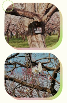 「白牡丹」偕楽園梅祭り①ー２ (茨城県県央グルメ旅ツアー１日目 ）    2023年３月４日