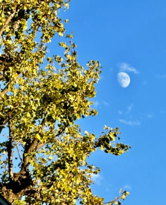 半月の空に映える黄葉